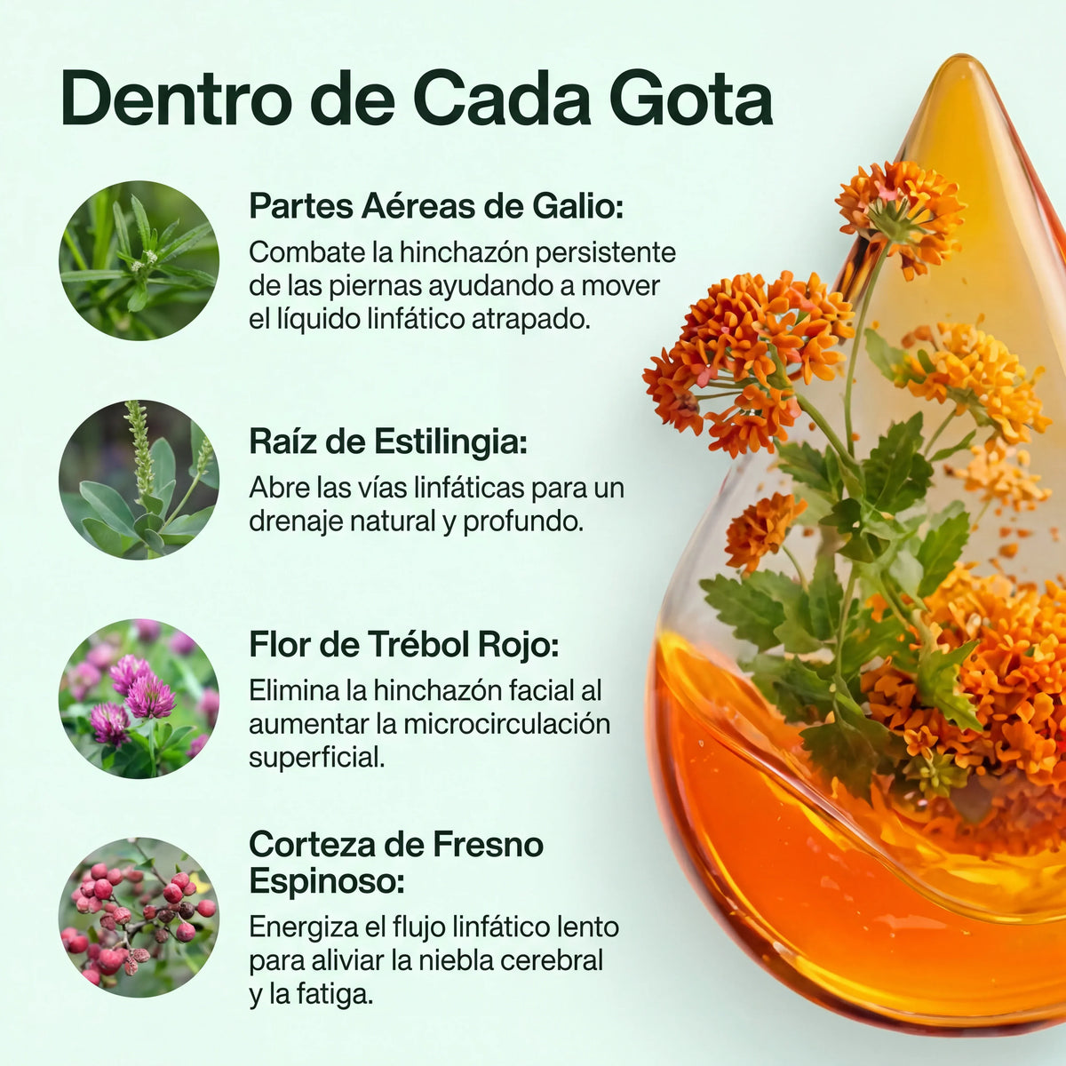 Dentro de cada gota